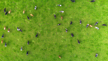 green grass and dairy cows