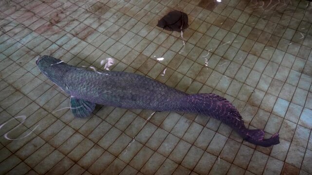 A close-up, high-angle shot of a massive Arapaima fish swimming in a tiled pool.