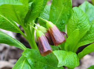 In spring, Scopolia carniolica blooms in the forest