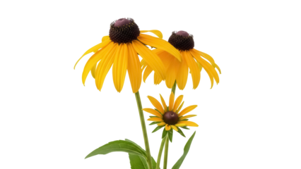 Three yellow Rudbeckia flowers PNG isolated on transparent background, vibrant coneflowers with dark brown centers for botanical design