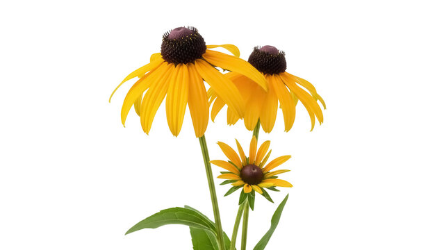Three yellow Rudbeckia flowers PNG isolated on transparent background, vibrant coneflowers with dark brown centers for botanical design