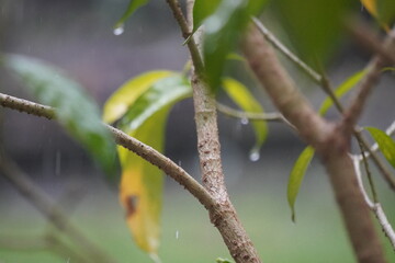 Raindrops cling to green leaves and branches after a refreshing spring shower.