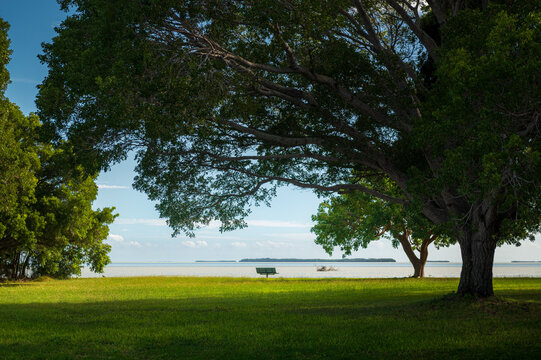 Vue bucolique d'un banc sous un arbre devant lza baie de Floride &agrave; c&ocirc;t&eacute; du Guy Bradley visitor center de Flamingo dans le parc national des Everglades