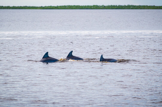 Trois dauphins nageant dans Coot Bay dans les parc des Everglades, Floride