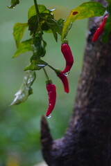 Vibrant Red Chili Peppers Hanging from a Branch with Green Leaves.