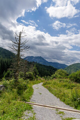 Fototapeta premium Vertical Mountain Path and Dried Spruce Tree