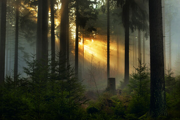 Sunlight streams through tall trees in a misty forest, creating dramatic rays and a serene, magical atmosphere. the beauty of nature, tranquility, and the peacefulness of a quiet woodland in early mor © Ann Stryzhekin