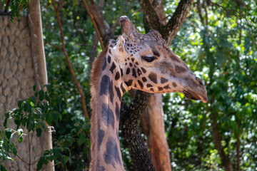 giraffe in zoo