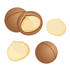 Macadamia &ndash; Hand Drawn Food Illustration Isolated on White Background