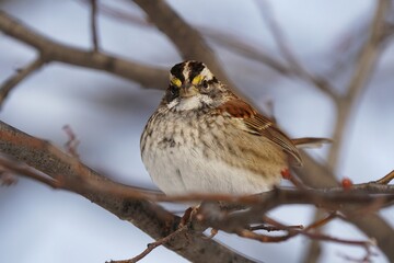 The white-throated sparrow is a passerine bird of the New World sparrow family Passerellidae.