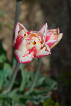 Tulip double flowers - Latin name - Tulipa Wyndham