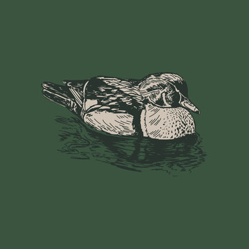 Hand-drawn sketch of wood duck sitting on pond water drawn in a pen sketchy illustration style in vector format