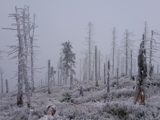 Martwy las w zamglonej zimowej scenerii