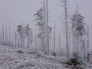 Martwy las w zamglonej zimowej scenerii