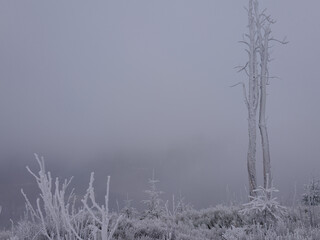 Martwy las w zamglonej zimowej scenerii