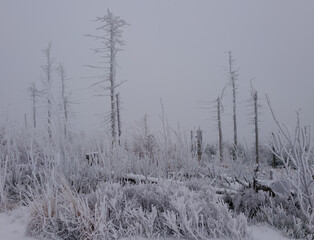 Martwy las w zamglonej zimowej scenerii