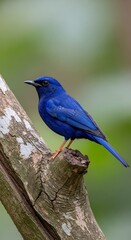 Fototapeta premium Blue Bird on a Branch.