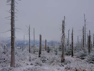 Martwy las w zamglonej zimowej scenerii