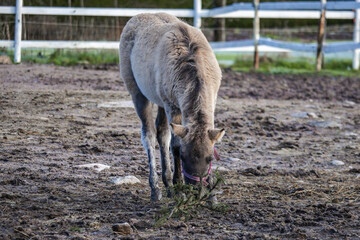 Photo of elegant horses on a farm, grazing in lush green pastures with rustic fencing. Natural lighting accentuates their coats, movement, and serene surroundings. Ideal for nature photography, equest © Vitalii