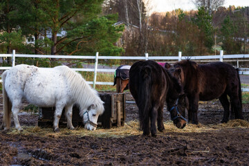 Photo of elegant horses on a farm, grazing in lush green pastures with rustic fencing. Natural lighting accentuates their coats, movement, and serene surroundings. Ideal for nature photography, equest © Vitalii