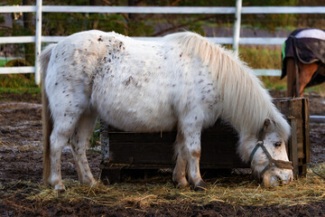 Photo of elegant horses on a farm, grazing in lush green pastures with rustic fencing. Natural lighting accentuates their coats, movement, and serene surroundings. Ideal for nature photography, equest © Vitalii
