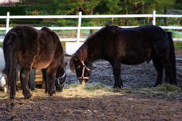 Photo of elegant horses on a farm, grazing in lush green pastures with rustic fencing. Natural lighting accentuates their coats, movement, and serene surroundings. Ideal for nature photography, equest © Vitalii