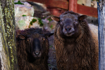 Photo of cute and interesting sheep grazing on a farm, with lush green pastures and wooden fences....