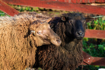 Photo of cute and interesting sheep grazing on a farm, with lush green pastures and wooden fences....