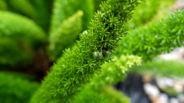 An ornamental, evergreen asparagus fern with unique, upright, plume-like stems and bright green berries captured in a close-up photograph. - Powered by Adobe