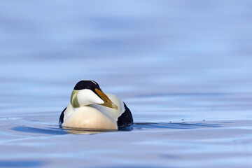 Edredon, miękkopiór (Somateria mollissima) © Grzegorz