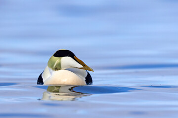 Edredon, miękkopiór (Somateria mollissima) © Grzegorz