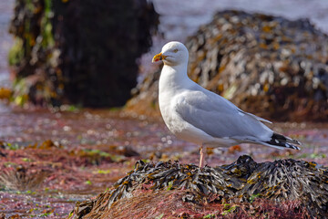 Mewa srebrzysta (Larus argentatus) © Grzegorz