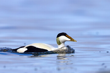 Edredon, miękkopiór (Somateria mollissima) © Grzegorz