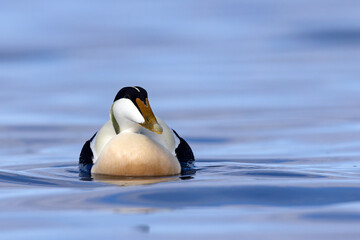 Edredon, miękkopiór (Somateria mollissima) © Grzegorz