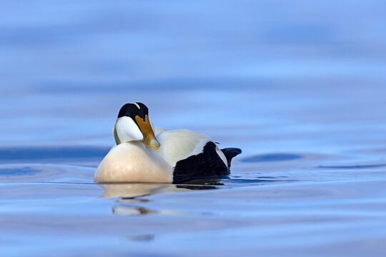 Edredon, miękkopi&oacute;r (Somateria mollissima)