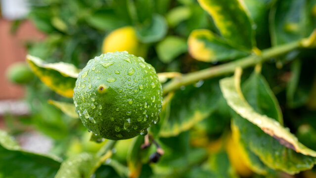 Vibrant green lime fruit glistening with water droplets on the branch of a citrus tree after a fresh rainfall in a natural garden setting.