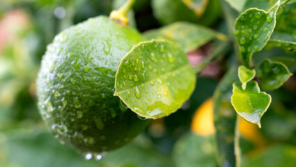 Freshly watered lime fruit on a citrus tree, showcasing the vibrant green hue and natural beauty of the wet foliage.