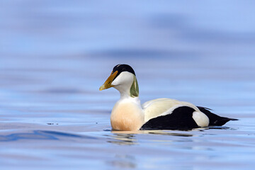 Edredon, miękkopiór (Somateria mollissima) © Grzegorz