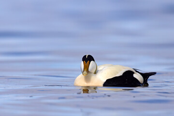 Edredon, miękkopiór (Somateria mollissima) © Grzegorz