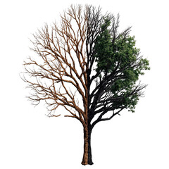 Obraz premium Tree split vertically showing one side scorched and other side green leaves, symbolizing contrast and change