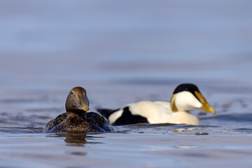 Edredon, miękkopiór (Somateria mollissima) © Grzegorz
