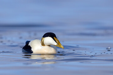 Edredon, miękkopiór (Somateria mollissima) © Grzegorz