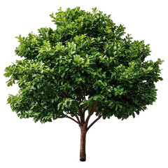 Obraz premium Green tree with dense foliage and brown trunk isolated on transparency background, showing vibrant leaves and natural growth