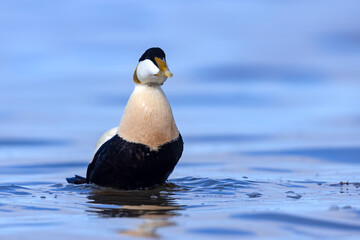 Edredon, miękkopiór (Somateria mollissima) © Grzegorz