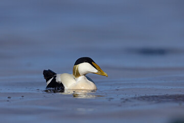 Edredon, miękkopiór (Somateria mollissima) © Grzegorz