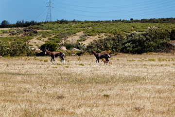 A male and female bontebok running with their calf