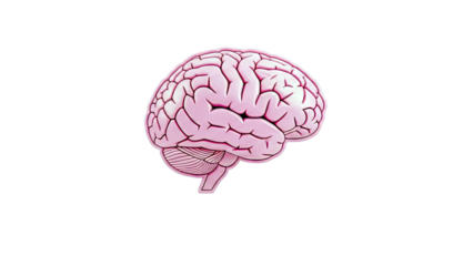 Pink Brain Illustration with Cerebellum and Brainstem