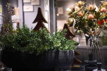 Holiday-themed decor features lush greenery in a slate pot, surrounded by decorative tree-shaped ornaments and thistle flowers. The scene suggests a cozy and festive atmosphere