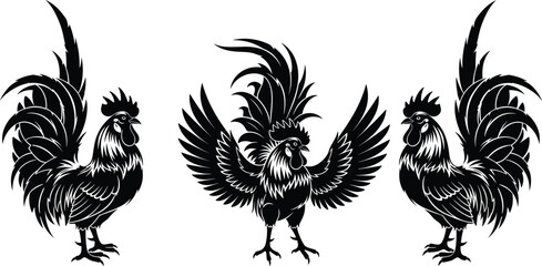 Black and white rooster vector illustration set, traditional poultry silhouettes with detailed feathers and proud poses isolated on white background for design. © Creative Mind