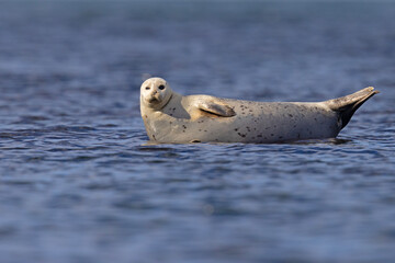 Foka pospolita (Phoca vitulina) © Grzegorz